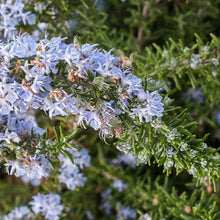 Load image into Gallery viewer, ROSEMARY LAVENDULACEA 2.5L
