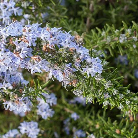 ROSEMARY LAVENDULACEA 2.5L