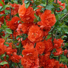 Load image into Gallery viewer, CHAENOMELES DOUBLE TAKE ORANGE STORM 2.5L
