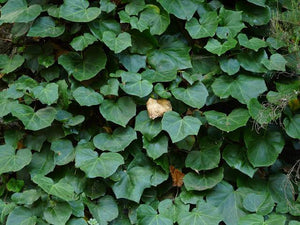 HEDERA CANARIENSIS CANARY ISLAND IVY