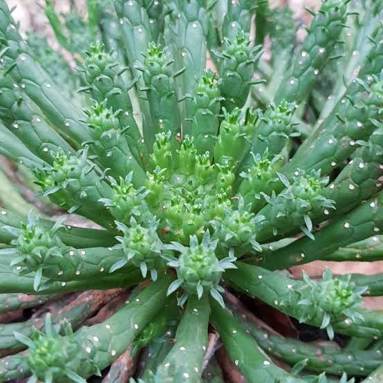 EUPHORBIA MEDUSA HEAD