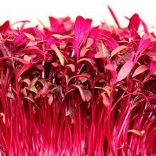 Load image into Gallery viewer, MICROGREENS AMARANTH RED GARNET SEED
