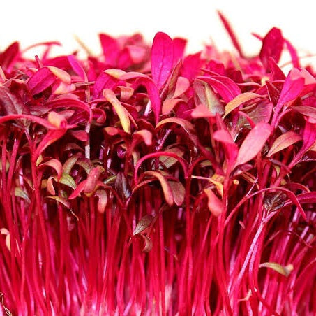 MICROGREENS AMARANTH RED GARNET SEED