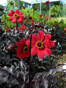 DAHLIA MYSTIC WONDER 1.5L