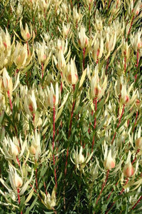 LEUCADENDRON CREAM DELIGHT 3.3L