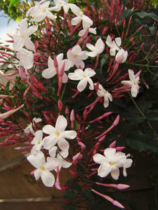 JASMINUM POLYANTHUM PINK JASMINE 3.5L