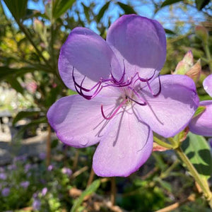 TIBOUCHINA BLUE MOON 2.4L