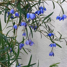 Load image into Gallery viewer, SOLLYA HETEROPHYLLA BLUE BELL CREEPER 3.5L
