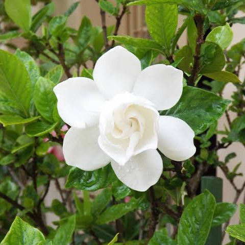 GARDENIA FLORIDA 2.5L