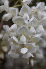 Load image into Gallery viewer, WISTERIA VENUSTA WHITE SILK 3.4L
