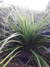 Load image into Gallery viewer, ASTELIA FRAGRANS KAKAHA 2.5L
