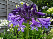 Load image into Gallery viewer, AGAPANTHUS BLACK PANTHA 2.0L
