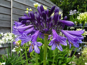 AGAPANTHUS BLACK PANTHA 2.0L