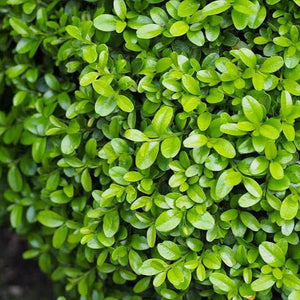 BUXUS MICROPHYLLA 2.0L