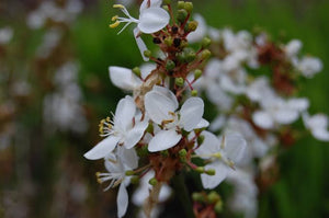 LIBERTIA FORMOSA 1.9L