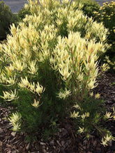 Load image into Gallery viewer, LEUCADENDRON CREAM DELIGHT 3.3L
