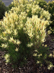 LEUCADENDRON CREAM DELIGHT 3.3L