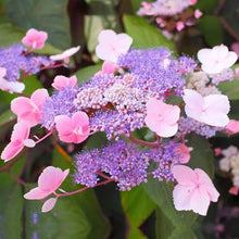 Load image into Gallery viewer, HYDRANGEA ASPERA HOT CHOCOLATE 3.5L
