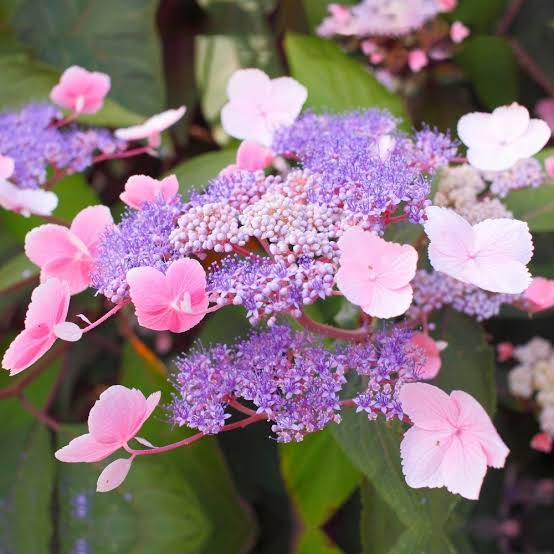 HYDRANGEA ASPERA HOT CHOCOLATE 3.5L