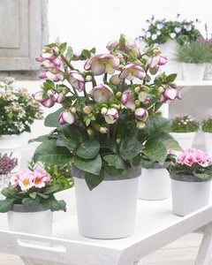 HELLEBORUS MARBLED SOPHIES DELIGHT 17CM