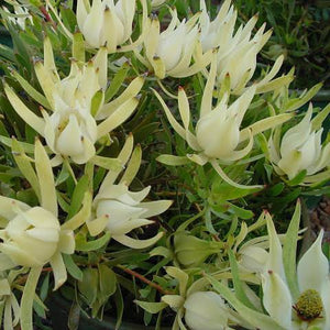 LEUCADENDRON INCISUM