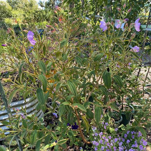 TIBOUCHINA BLUE MOON 2.4L