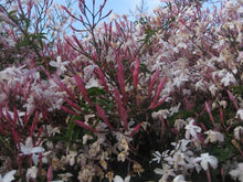 Load image into Gallery viewer, JASMINUM POLYANTHUM PINK JASMINE 3.3L
