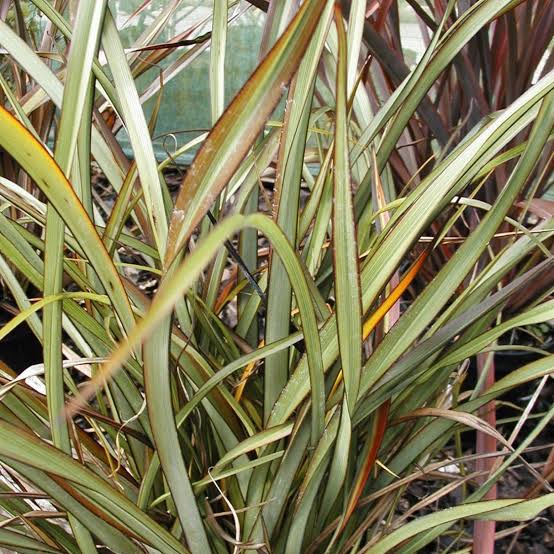 PHORMIUM SURFER