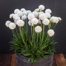 Load image into Gallery viewer, ARMERIA DREAMERIA DREAMCLOUDS 14CM
