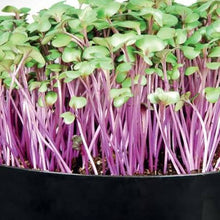 Load image into Gallery viewer, MICROGREENS CABBAGE RUBIES SEED
