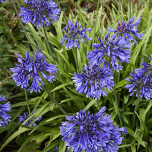 Load image into Gallery viewer, AGAPANTHUS BLACK PANTHA 2.0L
