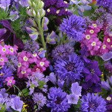 Load image into Gallery viewer, WILDFLOWER MIX CARPET OF BLUE SEED
