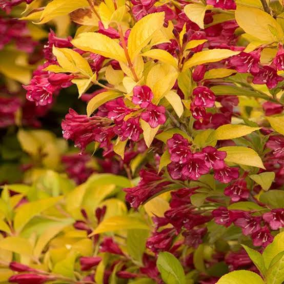 WEIGELA FLORIDA GOLDEN DRAGON 4.5L