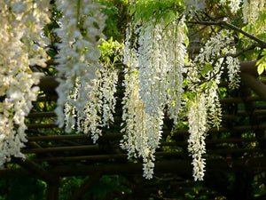 WISTERIA VENUSTA WHITE SILK 3.4L