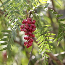 Load image into Gallery viewer, SCHINUS MOLLE PEPPER TREE 15.0L
