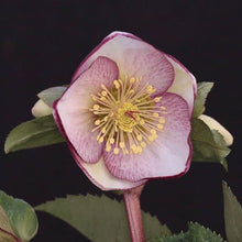 Load image into Gallery viewer, HELLEBORUS MARBLED SOPHIES DELIGHT 17CM
