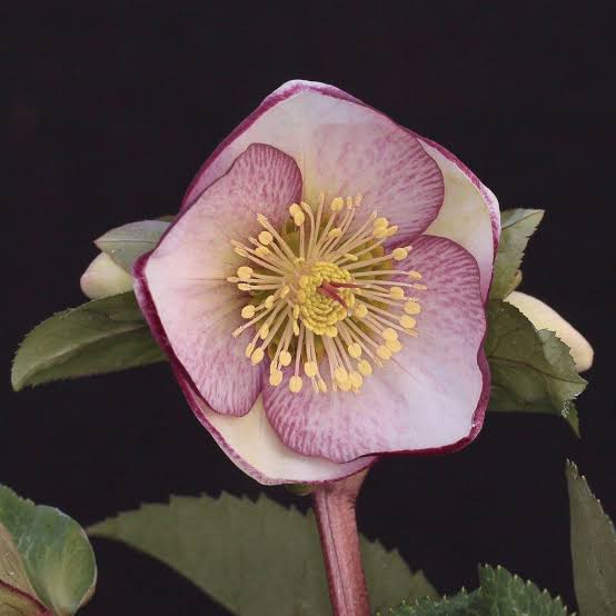 HELLEBORUS MARBLED SOPHIES DELIGHT 17CM