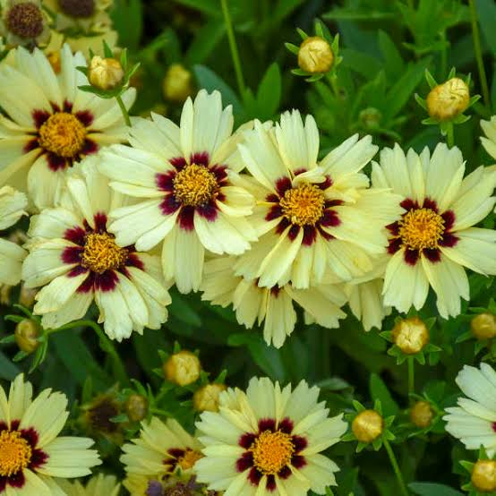 COREOPSIS HIGHLAND HONEY 1.5L