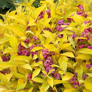 WEIGELA FLORIDA GOLDEN DRAGON 4.5L