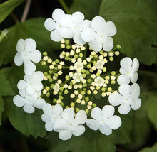 Load image into Gallery viewer, VIBURNUM OPULUS GUELDER ROSE 3.5L
