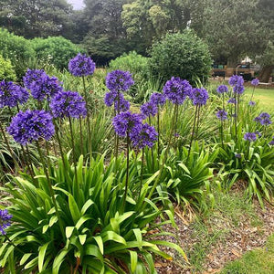 AGAPANTHUS BLACK PANTHA 2.0L