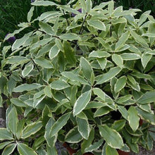 Load image into Gallery viewer, PITTOSPORUM EUGENOIDES MINIMA VARIEGATA 8.5L
