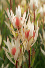 Load image into Gallery viewer, LEUCADENDRON CREAM DELIGHT 3.3L
