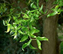 Load image into Gallery viewer, SALIX MATSUDANA TORTUOSA CORKSCREW WILLOW 4.5L
