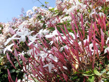 Load image into Gallery viewer, JASMINUM POLYANTHUM PINK JASMINE 3.5L
