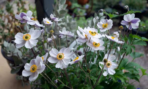 ANEMONE HUPEHENSIS ELFIN SWAN 1.5L