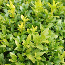 Load image into Gallery viewer, BUXUS SEMPERVIRENS 1.3L
