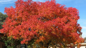 FRAXINUS OXYCARPA RAYWOODII CLARET ASH PB28