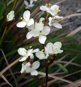 LIBERTIA FORMOSA 1.9L