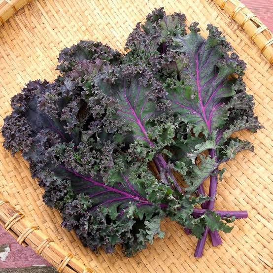 KALE RED RUSSIAN SEED